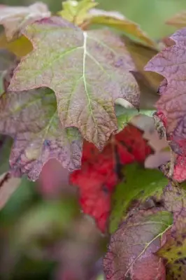 HYDRANGEA quercifolia - image 2