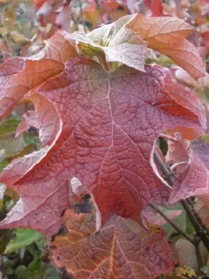 HYDRANGEA quercifolia - image 3