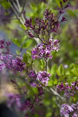 SYRINGA meyeri 'Palibin' - image 2