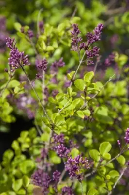 SYRINGA meyeri 'Palibin' - image 3