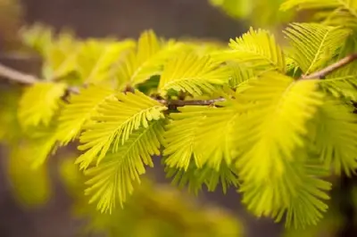 METASEQUOIA glyptostroboides 'Amber Glow' - image 2