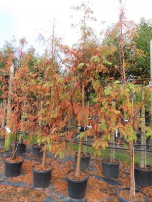 METASEQUOIA glyptostroboides 'Amber Glow' - image 4