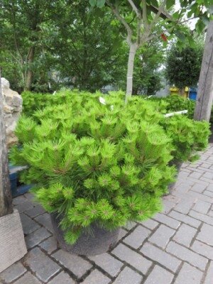 PINUS densiflora 'Low Glow' - image 1