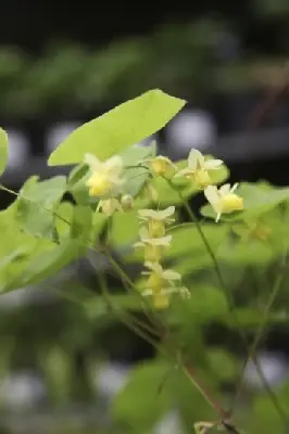 EPIMEDIUM pinnatum colchicum