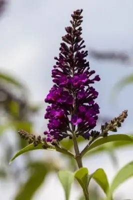 BUDDLEJA davidii 'Royal Red'