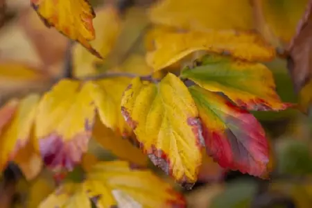 PARROTIA persica 'Vanessa' - image 1