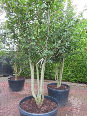 PARROTIA persica 'Vanessa' - image 2