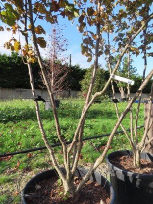 CORYLUS maxima 'Purpurea' - image 3