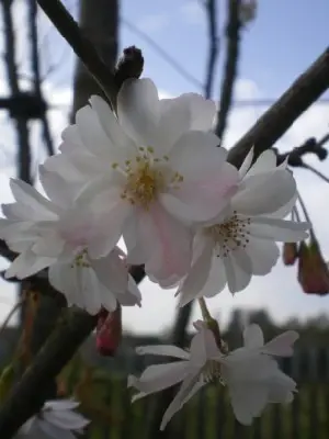 PRUNUS subhirtella 'Autumnalis Rosea' - image 1