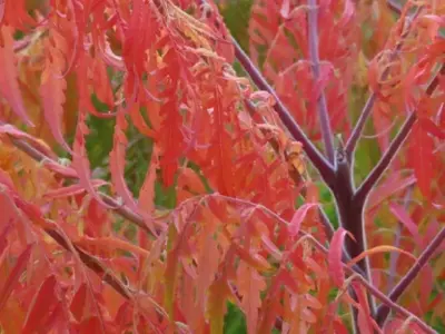 RHUS typhina 'Tiger Eyes' - image 2