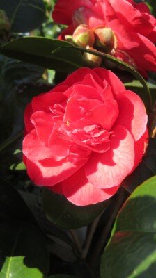 CAMELLIA japonica 'Clara Green'