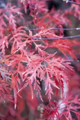 ACER palmatum dissectum 'Orangeola' - image 1