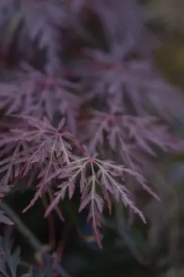 ACER palmatum dissectum 'Orangeola' - image 6