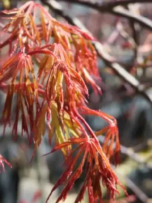 ACER palmatum dissectum 'Orangeola' - image 5