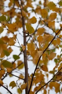 BETULA nigra 'Black Star' - image 1