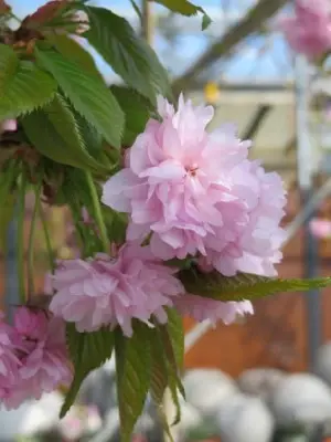 PRUNUS 'Kiku-shidare-zakura' - image 2