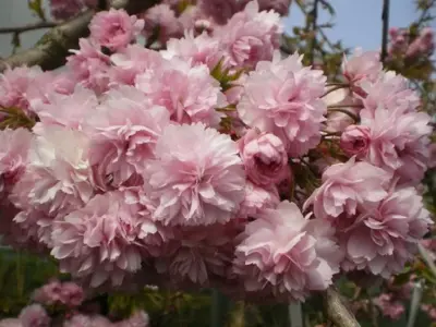 PRUNUS 'Kiku-shidare-zakura' - image 1