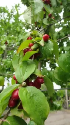 CORNUS mas