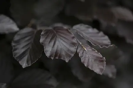 FAGUS sylvatica 'Atropurpurea'