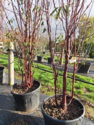 PRUNUS serrula 'Branklyn' - image 2