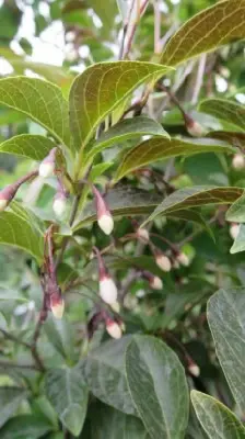 STYRAX japonicus 'Evening Light' - image 2