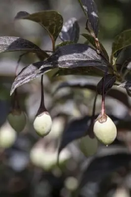 STYRAX japonicus 'Evening Light' - image 4