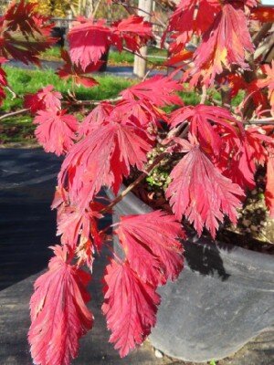 ACER japonicum 'Vitifolium' - image 1