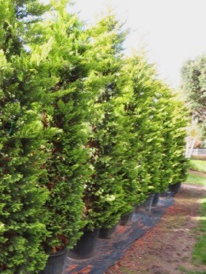 CUPRESSOCYPARIS leylandii 'Gold Rider' - image 1