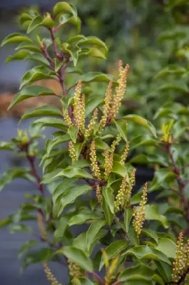 PRUNUS lusitanica 'Brenelia' - image 1