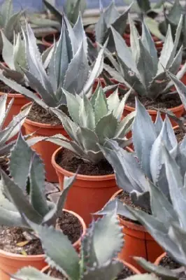 AGAVE salmiana var. ferox - image 1