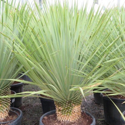 YUCCA rostrata - image 1