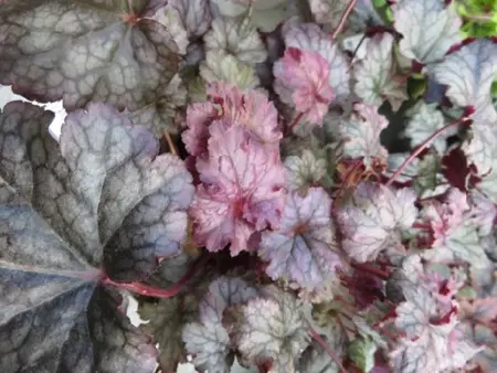 HEUCHERA 'Pinky Panky' - image 1