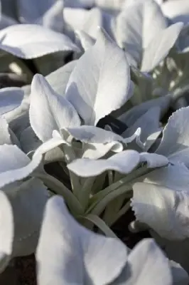 SENECIO mandraliscae - image 2