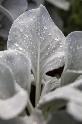 SENECIO mandraliscae - image 3