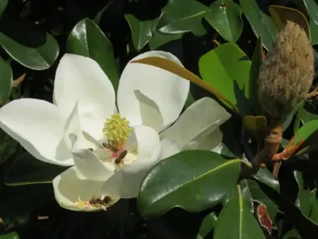 MAGNOLIA grandiflora 'Little Gem'