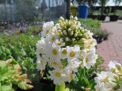 PRIMULA japonica 'Alba'