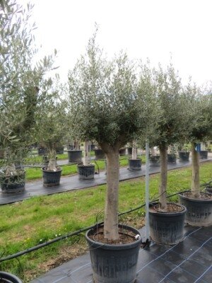 OLEA europaea