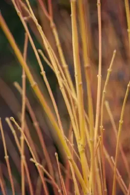 ACER palmatum 'Bi Ho' - image 4