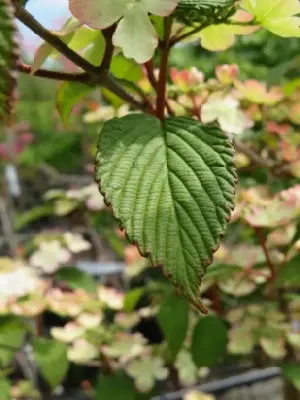 VIBURNUM plicatum 'Opening Day' - image 5