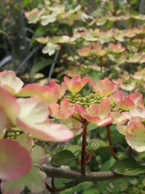 VIBURNUM plicatum 'Opening Day' - image 6