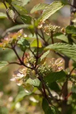 VIBURNUM plicatum 'Opening Day' - image 1