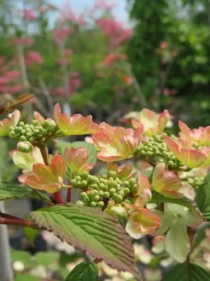 VIBURNUM plicatum 'Opening Day' - image 4