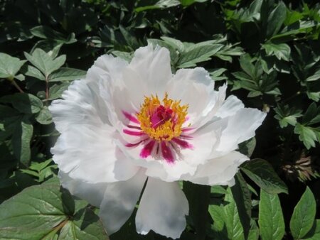 PAEONIA x suffruticosa 'Yue Gong Zhu Guang'