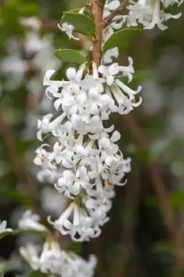 OSMANTHUS delavayi