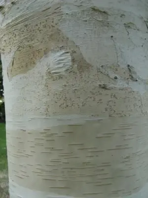 BETULA utilis jacquemontii 'Silver Shadow'