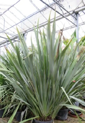 PHORMIUM tenax - Provender Nurseries - Wholesale Nursery in Swanley, Kent