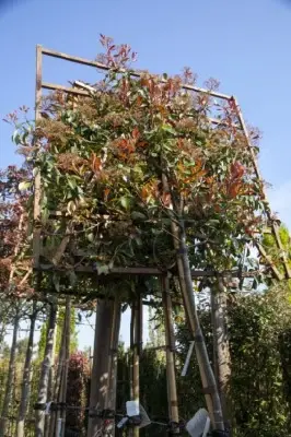 PHOTINIA x fraseri 'Red Robin'