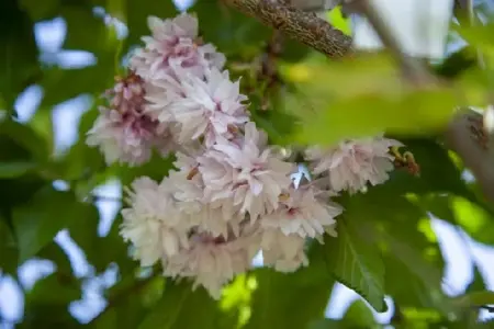 PRUNUS subhirtella 'Autumnalis Rosea' - image 1