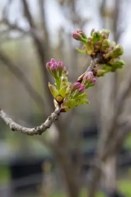 PRUNUS subhirtella 'Autumnalis Rosea' - image 3