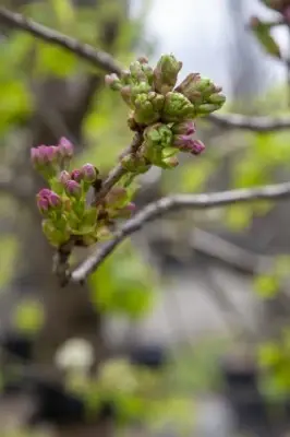 PRUNUS subhirtella 'Autumnalis Rosea' - image 4